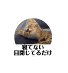 動くにゃるすたんぷ（個別スタンプ：6）