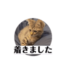 動くにゃるすたんぷ（個別スタンプ：7）
