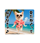 夏の♡エッホエッホ♪アロハチワワ（個別スタンプ：1）