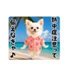 夏の♡エッホエッホ♪アロハチワワ（個別スタンプ：2）