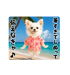 夏の♡エッホエッホ♪アロハチワワ（個別スタンプ：4）