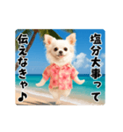 夏の♡エッホエッホ♪アロハチワワ（個別スタンプ：6）