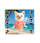 夏の♡エッホエッホ♪アロハチワワ（個別スタンプ：7）