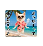 夏の♡エッホエッホ♪アロハチワワ（個別スタンプ：8）