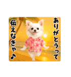 夏の♡エッホエッホ♪アロハチワワ（個別スタンプ：9）
