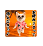 夏の♡エッホエッホ♪アロハチワワ（個別スタンプ：10）