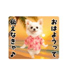 夏の♡エッホエッホ♪アロハチワワ（個別スタンプ：11）
