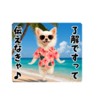 夏の♡エッホエッホ♪アロハチワワ（個別スタンプ：13）