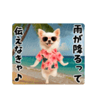 夏の♡エッホエッホ♪アロハチワワ（個別スタンプ：14）