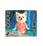 夏の♡エッホエッホ♪アロハチワワ（個別スタンプ：15）