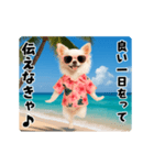 夏の♡エッホエッホ♪アロハチワワ（個別スタンプ：16）