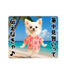 夏の♡エッホエッホ♪アロハチワワ（個別スタンプ：17）