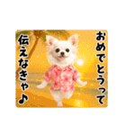 夏の♡エッホエッホ♪アロハチワワ（個別スタンプ：19）