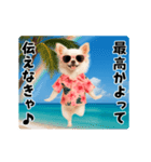 夏の♡エッホエッホ♪アロハチワワ（個別スタンプ：20）