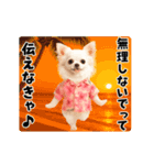 夏の♡エッホエッホ♪アロハチワワ（個別スタンプ：22）
