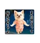 夏の♡エッホエッホ♪アロハチワワ（個別スタンプ：24）