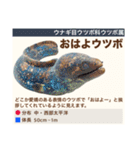 架空魚海の生き物図鑑（個別スタンプ：1）