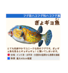 架空魚海の生き物図鑑（個別スタンプ：13）
