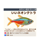 架空魚海の生き物図鑑（個別スタンプ：16）
