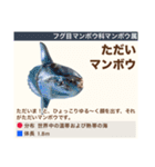 架空魚海の生き物図鑑（個別スタンプ：23）
