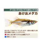 架空魚海の生き物図鑑（個別スタンプ：27）