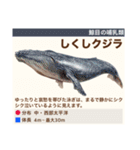 架空魚海の生き物図鑑（個別スタンプ：38）