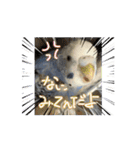 ぴーちゃんふぉーえばー2（個別スタンプ：1）