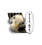 ぴーちゃんふぉーえばー2（個別スタンプ：2）