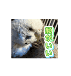 ぴーちゃんふぉーえばー2（個別スタンプ：3）