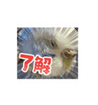 ぴーちゃんふぉーえばー2（個別スタンプ：11）