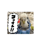 ぴーちゃんふぉーえばー2（個別スタンプ：13）