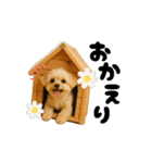 ポメプーひまわり②（個別スタンプ：5）