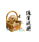 ポメプーひまわり②（個別スタンプ：9）