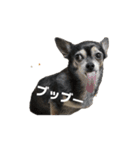 ゴソゴソじぇるちゃん（個別スタンプ：5）