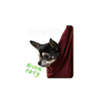 ゴソゴソじぇるちゃん（個別スタンプ：7）