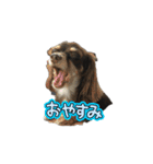 ゴソゴソじぇるちゃん（個別スタンプ：15）