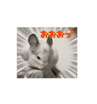 動くちらごん（個別スタンプ：1）