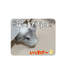 動くちらごん（個別スタンプ：5）