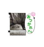 動くちらごん（個別スタンプ：7）
