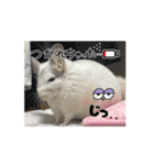 動くちらごん（個別スタンプ：9）