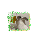動くちらごん（個別スタンプ：11）
