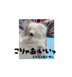 動くちらごん（個別スタンプ：12）