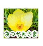 飛び出す！大人やさしい野の花 修正版（個別スタンプ：1）