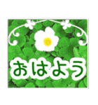 飛び出す！大人やさしい野の花 修正版（個別スタンプ：2）