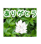 飛び出す！大人やさしい野の花 修正版（個別スタンプ：4）