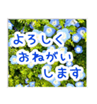 飛び出す！大人やさしい野の花 修正版（個別スタンプ：5）