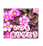 飛び出す！大人やさしい野の花 修正版（個別スタンプ：8）