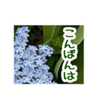 飛び出す！大人やさしい野の花 修正版（個別スタンプ：11）