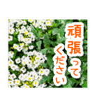 飛び出す！大人やさしい野の花 修正版（個別スタンプ：13）