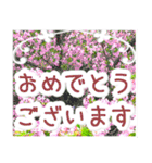 飛び出す！大人やさしい野の花 修正版（個別スタンプ：19）